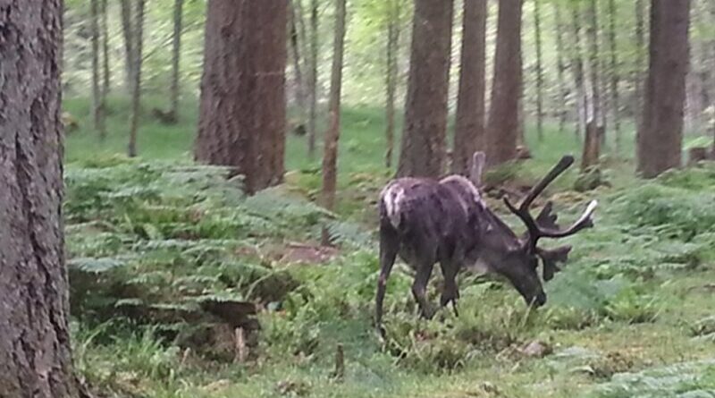 Reindeer file photo