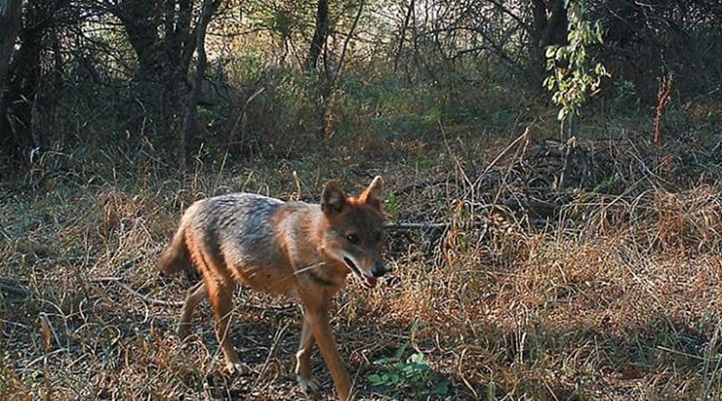 This is a photograph of the golden jackal (Canis aureus) individual in the summer. Credit: Klára Pyšková