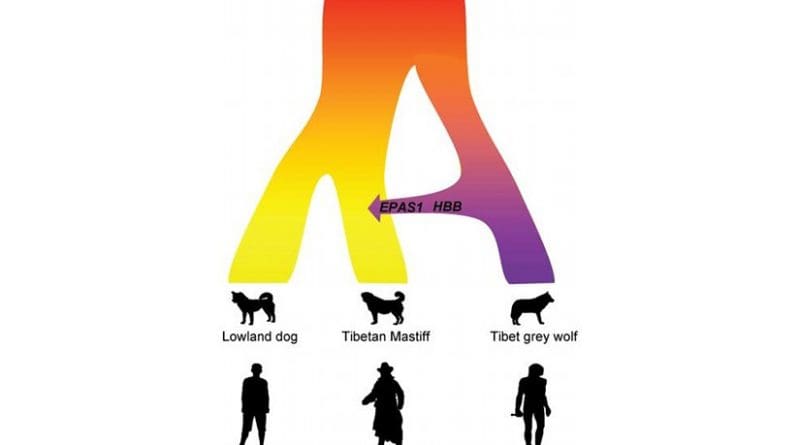 Ancient interbreeding with the Tibet grey wolf made the Tibetan Mastiff adapt to the high altitude. A similar evolutionary mechanism occurred in parallel in the Tibetan people, who received their high altitude adaptation after inbreeding with the Denisovans. Credit Zhen Wang, Shanghai Institutes for Biological Sciences, Chinese Academy of Sciences, Shanghai, P. R. China