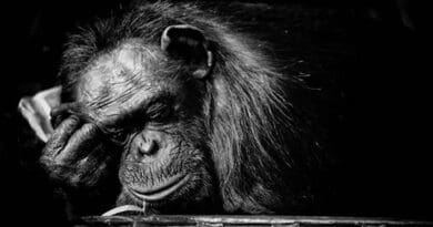 Chimpanzee