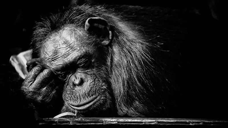 Chimpanzees Have Not Entered The Stone Age – Eurasia Review