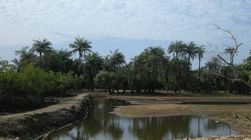 Rice paddy field in Africa. Photo by Ji-Elle, Wikipedia Commons.