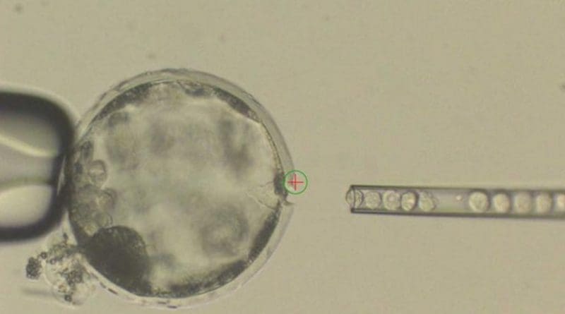 This photograph shows injection of human iPS cells into a pig blastocyst. A laser beam (green circle with a red cross inside) was used to perforate an opening to the outer membrane (Zona Pellucida) of the pig blastocyst to allow easy access of an injection needle delivering human iPS cells. Credit Courtesy of Juan Carlos Izpisua Belmonte