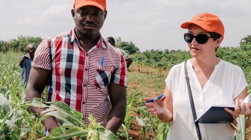 Researcher Ghislain Tepa-Yotto (UNA) and senior research specialist May-Guri Sæthre (NIBIO) inspect the damage on maize plants caused by fall armyworm larvae. The crop has been totally destroyed. Photo: Ragnar Våga Pedersen.