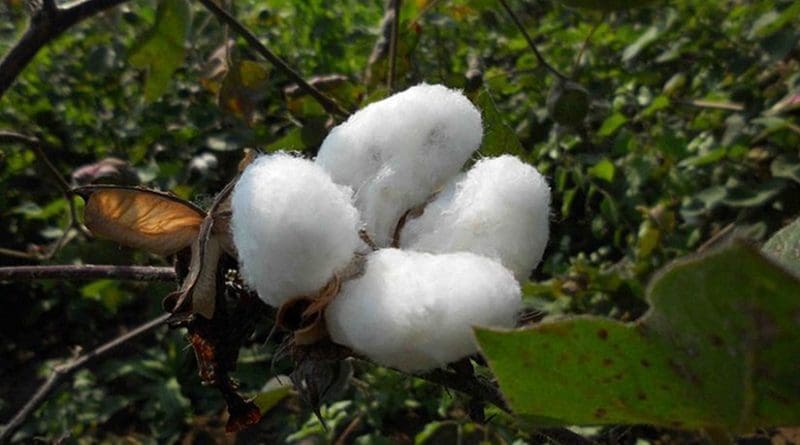 Cotton flower in India. Photo by Hrushi3030, Wikipedia Commons.
