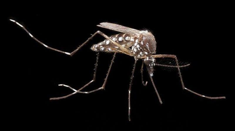 Genetically engineered mosquitos resist dengue fever virus. Credit Army Medicine, Flickr