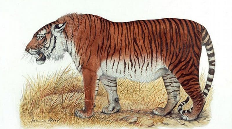 his is an artist's depiction of a Caspian tiger. Credit Heptner and Sludskiy 1972