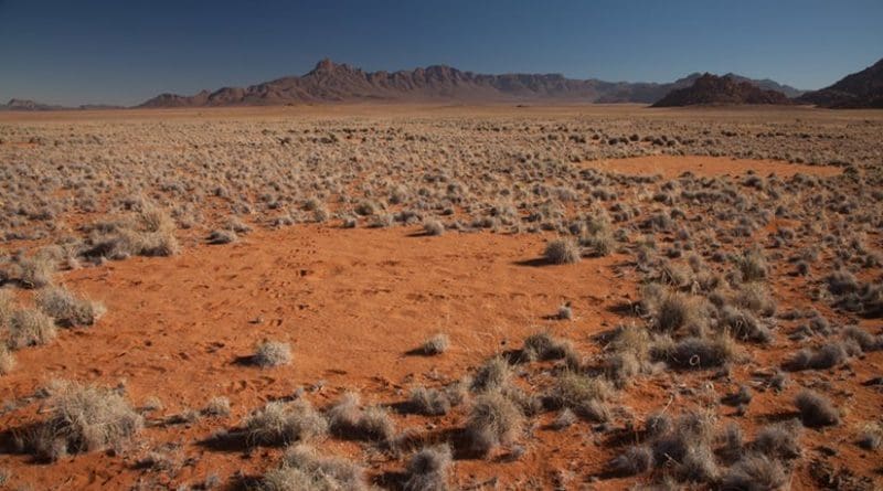 The fairy circles of the Namib Desert. Photo by Tyler Coverdale, Princeton University; and Jen Guyton, Princeton University
