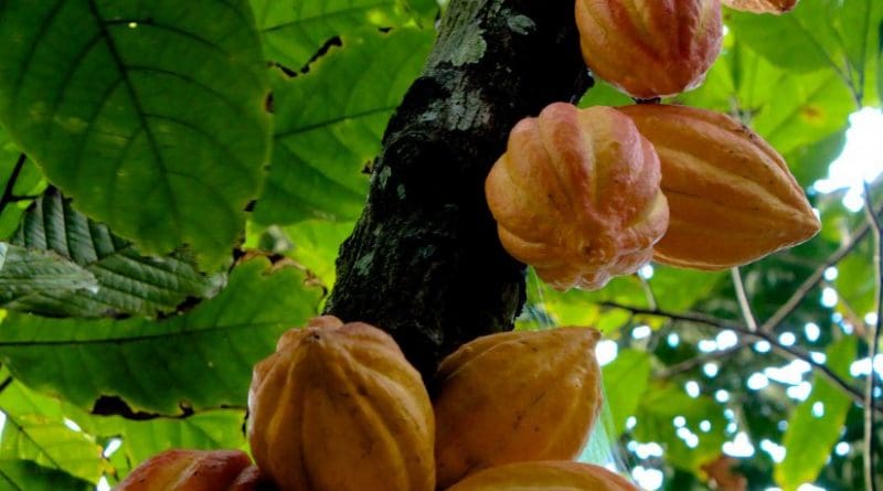 Cacao (Theobroma cacao). Photo by Luisovalles, Wikipedia Commons.