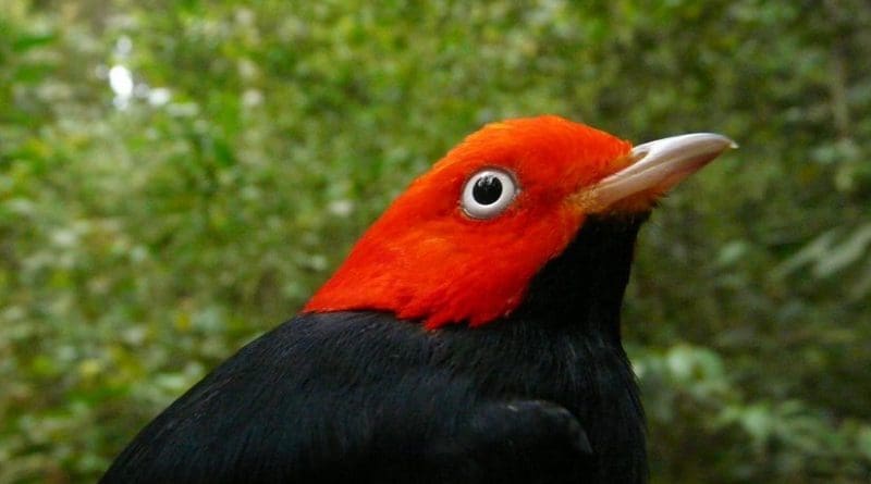 Red-capped manakin is shown. Credit Photo credit Jeff Brawn
