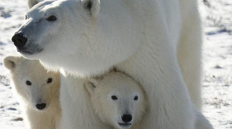 A Polar Bear mother and her two cubs are shown in Wapusk National Park, Canada. Credit Environmental Toxicology and Chemistry
