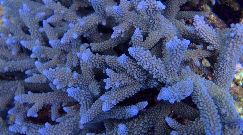 Acropora coral less than 2m under sea-level at One Tree Reef, One Tree Island. Credit University of Sydney