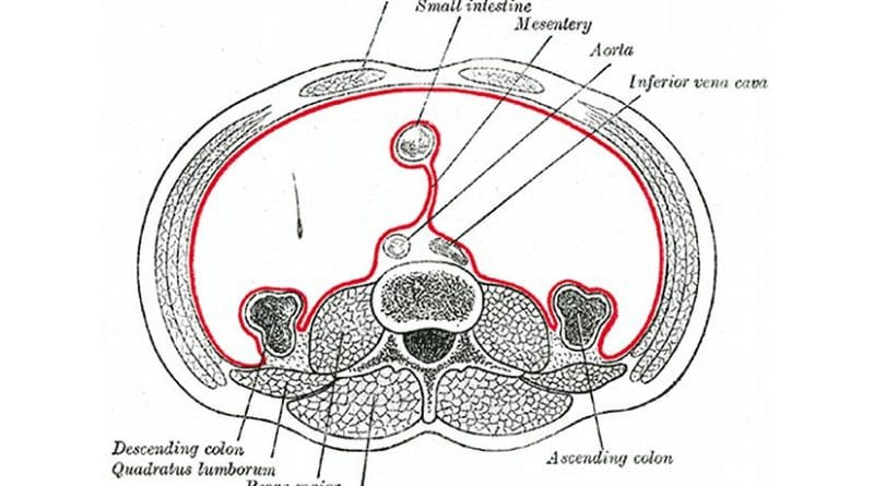 Horizontal disposition of the peritoneum, in the lower part of the abdomen: The peritoneum and mesentery are marked with red. Source: Henry Vandyke Carter (1831–1897), Wikipedia Commons.