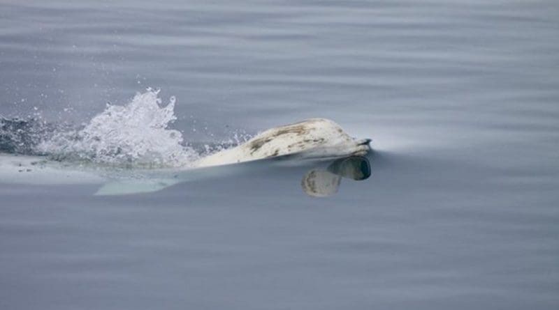 A beluga whale surfaces for air. Credit Kate Stafford/University of Washington