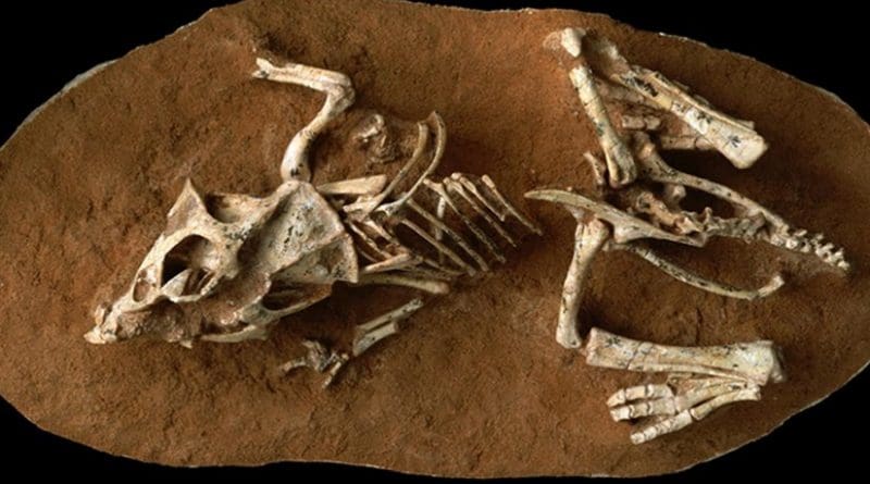 This is a photo of a hatchling Protoceratops andrewsi fossil from the Gobi Desert Ukhaa Tolgod, Mongolia. Credit © AMNH/M. Ellison