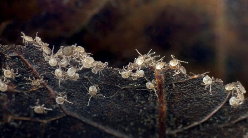 These larval black-legged ticks, about two months old, were photographed in leaf litter in eastern Tennessee. Credit Photo: Graham Hickling, University of Tennessee