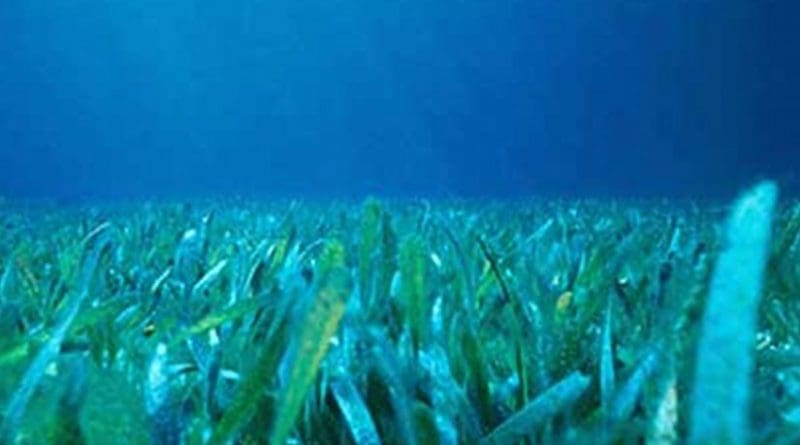 Floridian seagrass bed. Photo Credit: NOAA, Wikipedia Commons.