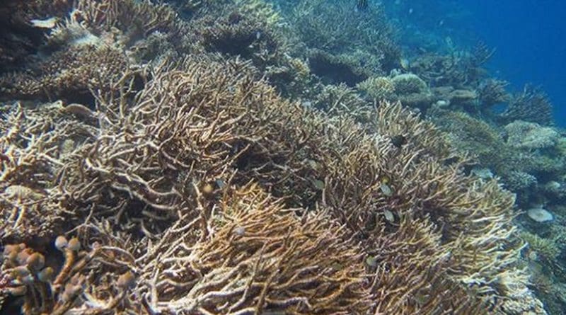 Picture was taken in September 2016 along the shallow (2-3 m depth) fore-reef slope habitat around Kandahalagala showing the extent of coral bleaching-driven coral mortality that has preferentially impacted Acropora sp. Credit University of Exeter