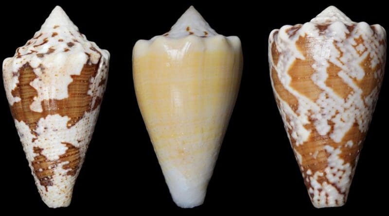 The compound (RgIA) in the study was obtained from the venom of Conus regius, the royal cone. Credit My Huynh