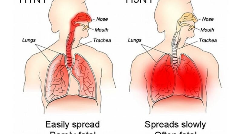 The different sites of infection (shown in red) of seasonal H1N1 versus avian H5N1 influences their lethality and ability to spread. Source: Tim Vickers, Wikipedia Commons.