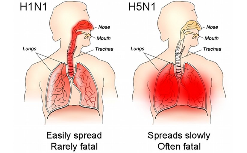 The different sites of infection (shown in red) of seasonal H1N1 versus avian H5N1 influences their lethality and ability to spread. Source: Tim Vickers, Wikipedia Commons.