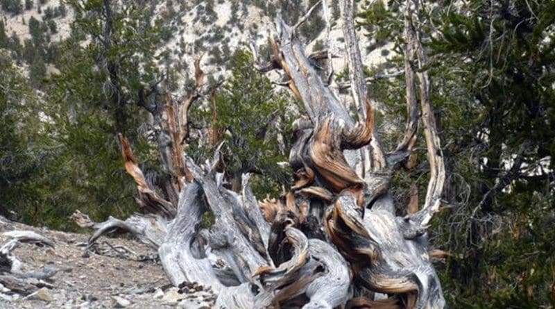 Picture of the bristlecone pine forest in California, the United States where the bristlecone pine sample for this study used to live (taken by Prof. A.J.T. Jull). In this forest, there are many living old trees exceed 1000 years old. Harsh environments make bristlecone pines very dense and long lives. Credit A.J.T.Jull