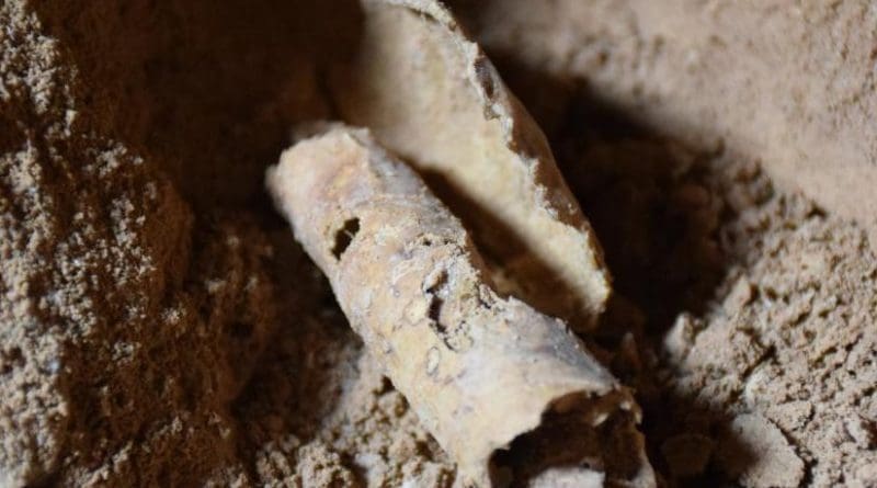 piece of parchment to be processed for writing, found rolled up in a jug, in a cave on the cliffs west of Qumran excavated by Hebrew University archaeologists. Credit (Photo: Casey L. Olson and Oren Gutfeld)