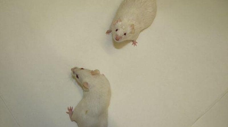 The mouse from high-fat diet (right) already shows rounder shape at an early stage of the high-fat feeding. Credit Ligia Esperanza Diaz, one of the co-authors