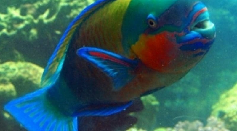 An example of a parrotfish. Photo Credit: Sri Lanka government.