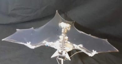 Researchers at the University of Illinois at Urbana-Champaign and Caltech have developed a self-contained robotic bat -- dubbed Bat Bot (B2) -- with soft, articulated wings that can mimic the key flight mechanisms of biological bats. Credit: Screenshot from video by Carla Schaffer / AAAS