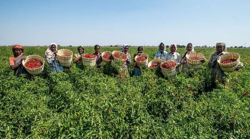 Farming horticulture in Karnataka, India. Photo by Asian Development Bank, Wikipedia Commons.