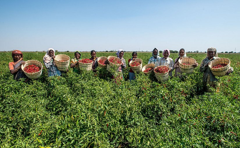 Farming horticulture in Karnataka, India. Photo by Asian Development Bank, Wikipedia Commons.