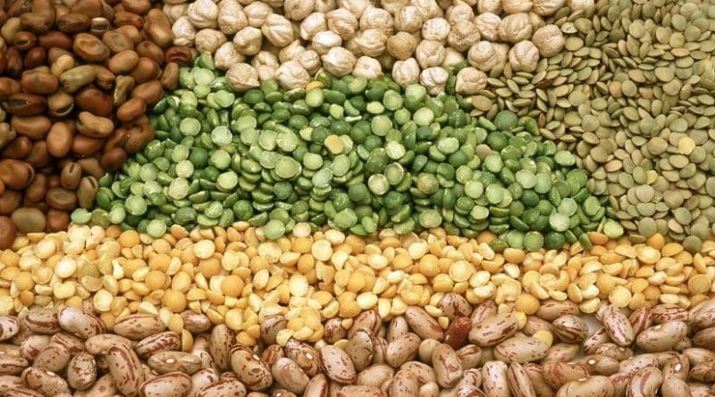 Compared to individuals with a lower consumption of total legumes -- lentils, chickpeas, beans and peas -- individuals with a higher consumption had a 35 percent lower risk of developing type 2 diabetes. Credit CSIRO