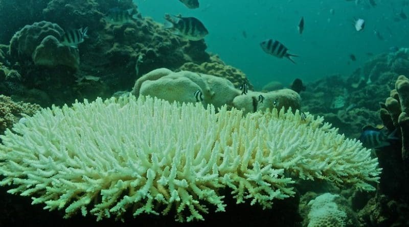 Bleached Acropora colony was photographed in July 2015. A new study finds that a 2°C rise in the sea surface temperature of the South China Sea in June 2015 was amplified to produce a 6°C rise on the Dongsha Atoll, killing approximately 40 percent of the resident coral community. Credit Photo by Thomas DeCarlo, Woods Hole Oceanographic Institution
