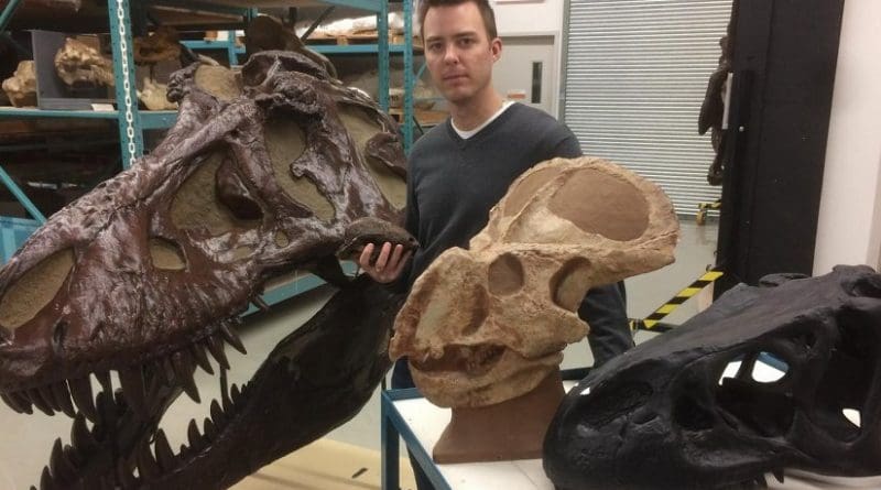 Dr. Jordan Mallon stands in the Canadian Museum of Nature's collections among replicas of skulls of dinosaurs previously studied for sexual dimorphism: Tyrannosaurus rex (large skull), Allosaurus fragilis (black skull), Protoceratops andrewsi and Stegoceras validum (in his hand). Credit Dan Smythe © Canadian Museum of Nature