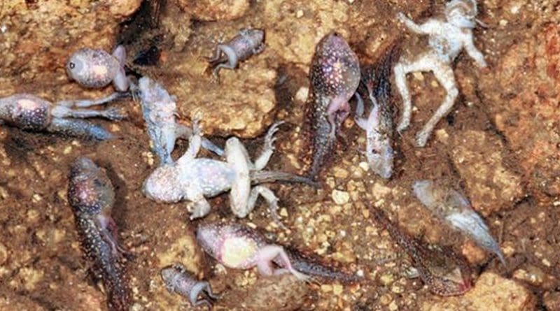 Common midwife toad metamorphic forms and larvae in the Serra de Estrela, infected simultaneously by chytrid fungi and ranavirus. Credit Gonçalo M. Rosa