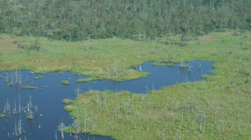 A swamp-to-marsh transition near Houma, Louisiana shows dead trees that are most likely the result of saltwater intrusion. Credit Torbjorn Tornqvist