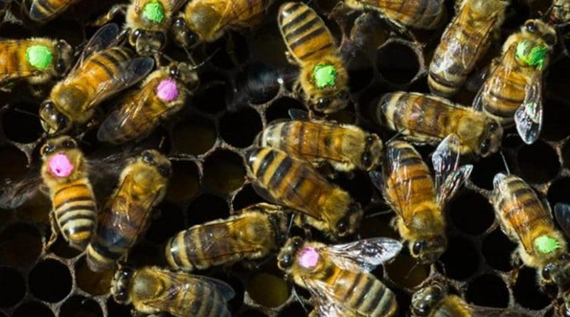 Honeybees treated with a common antibiotic (with pink dots) were half as likely to survive the week after treatment compared with a group of untreated bees (green dots). Credit Vivian Abagiu/U. of Texas at Austin