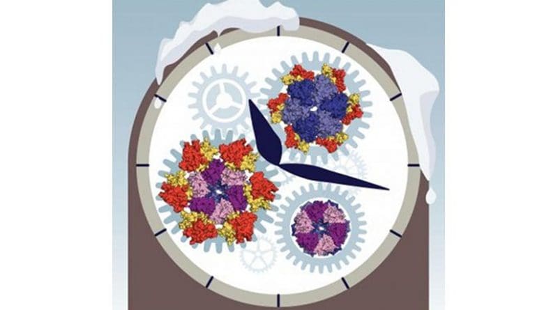 At ambient temperature, the circadian clock of cyanobacteria is constantly ticking and its 'molecular cogwheels' keep spinning. This makes it difficult to understand the clockwork mechanism. Cooling down the clock puts its cogwheels to rest, allowing to visualize details of their appearance and assembly. Credit Philip Lossl, Utrecht University
