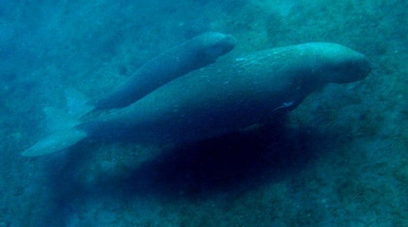 Dugong mother and offspring from East Timor. Credit: Nick Hobgood, Wikimedia Commons.