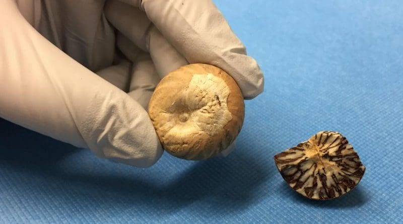 Compounds derived from areca nuts could help cigarette smokers quit. Credit Courtesy of Roger Papke, Ph.D.