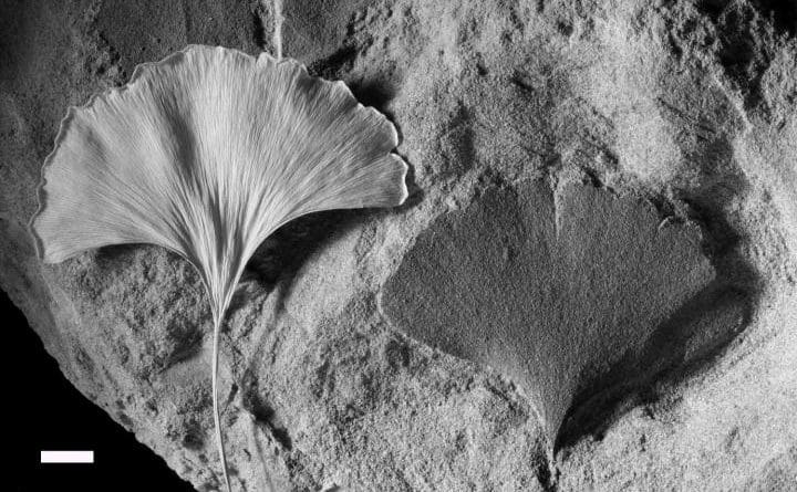 This is a living Ginkgo leaf (left) and fossil (right). Density of stomata in such leaves is proxy of atmospheric CO2 in past. Credit Dana Royer