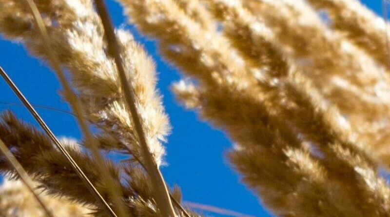 Wheat ready for harvest.