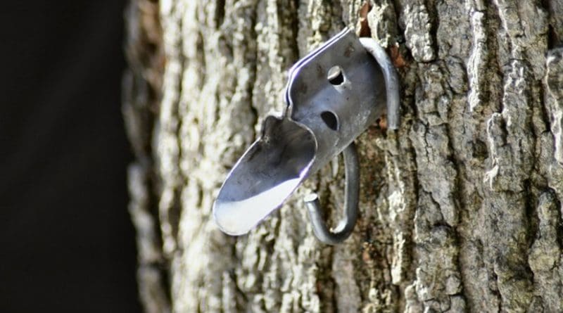Tap inserted in Maple tree to collect extract.