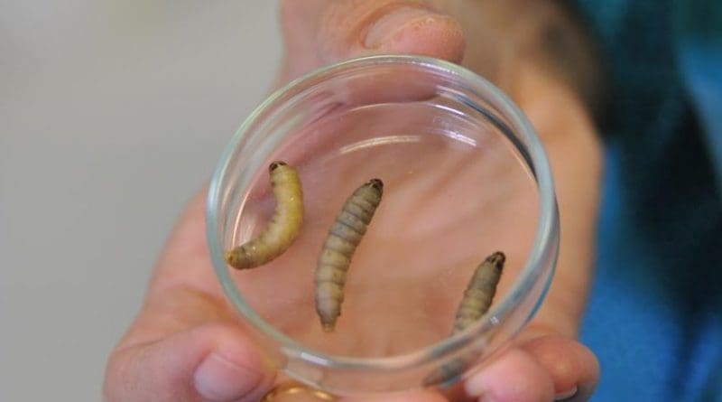 These are wax worm specimens in a Petri dish. Credit César Hernández/CSIC