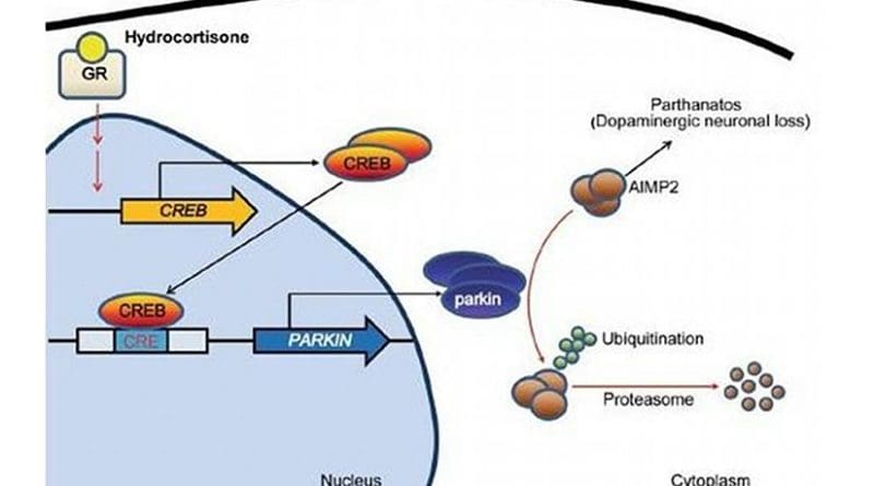 Hydrocortisone binds to glucocorticoid receptor which in turn leads to expression of CREB. CREB increases parkin expression via binding to CREB binding motifs of parkin promoter region. Hydrocortisone-stimulated parkin expression results in the downregulation of the toxic parkin substrate AIMP2, which is beneficial for dopaminergic neuronal survival. Credit DGIST