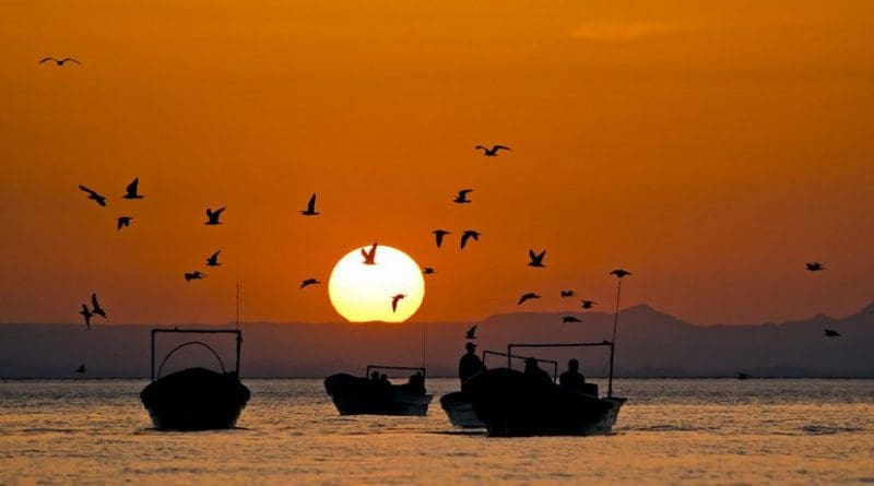 These are Fishing pangas in the Gulf of California. Credit Octavio Aburto-Oropeza