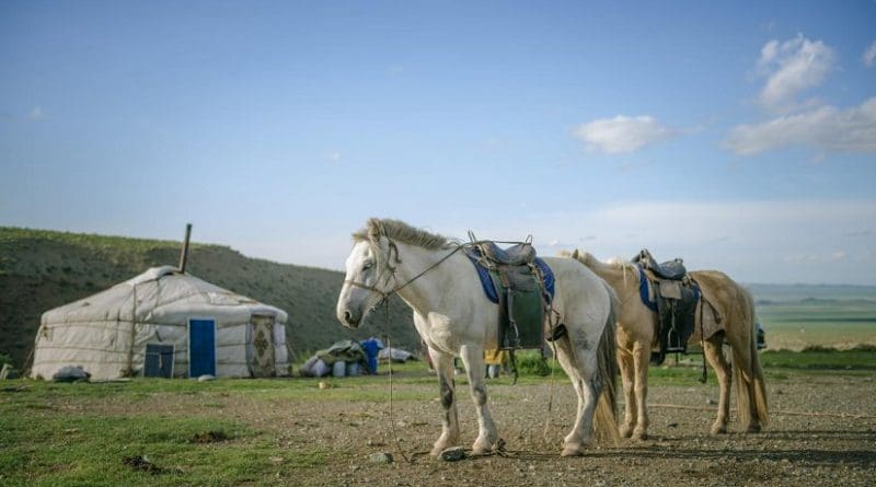 Domestic horses form the center of nomadic life in contemporary Mongolia. Credit Photo: P. Enkhtuvshin