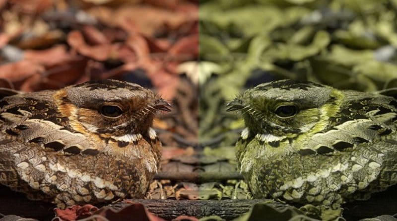A nightjar as seen by a trichromat (left) and a dichromat (right). Credit University of Exeter