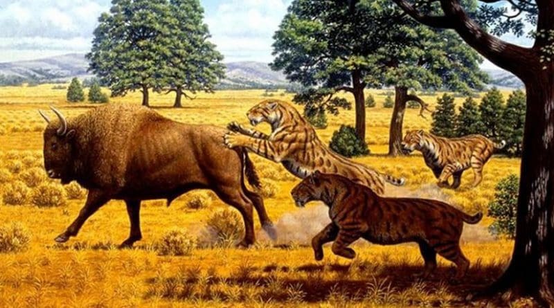 A reconstructed scene in the Pleistocene of western North America shows a group of three saber-toothed cats of the species Smilodon fatalis, pursuing a bison. Credit Artwork by Mauricio Antón